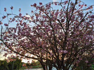 Chinese Magnolia Branch with Flowers Against the Sky