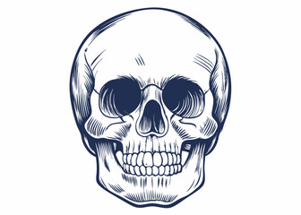 Skull Illustration Featuring Intricate Lines