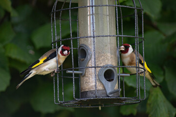 The European Goldfinch (Carduelis carduelis).