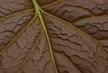 Aging Details On A Dried Leaf&rsquo;s Surface