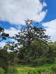 Cloudy Sky over Tree Branch with Green Plants and Grass