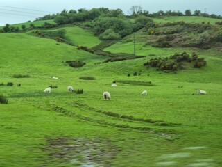Highland Natural Landscape with Green Vegetation and Sheep