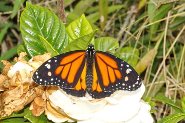 Monarch butterfly (Danaus plexippus) on a rock in Cotacachi, Ecuador