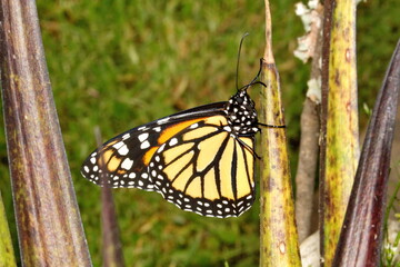 Monarch butterfly (Danaus plexippus) on a bromeliad leaf in Cotacachi, Ecuador
