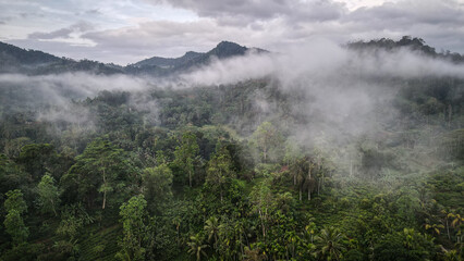 The aerial view of the Sinharaja Reserve in Sri Lanka