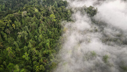 The aerial view of the Sinharaja Reserve in Sri Lanka