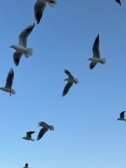 seagulls in flight