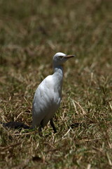 Cattle egret (Bubulcus ibis) in a field in Cotacachi, Ecuador
