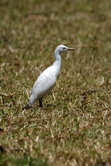 Cattle egret (Bubulcus ibis) in a field in Cotacachi, Ecuador