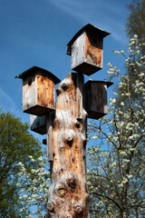 Birdhouses on a dry tree trunk