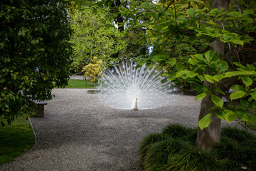 A majestic albino peacock with pure white feathers, showcasing its elegant plumage. A rare and...