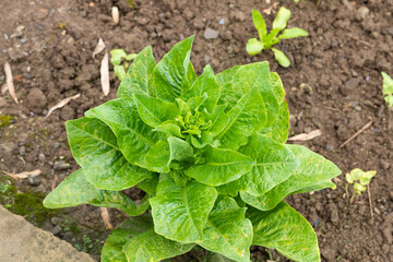 Lettuce vegetables and cowpea seedlings in the vegetable field