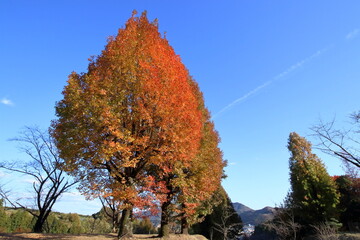 色づくフウの木　初冬　（高知県　高知市　針木浄水場）
