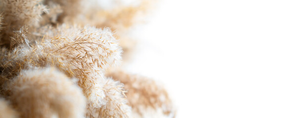 Pampas grass mockup with copy space. Space for logo or text