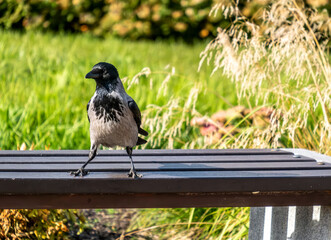 A crow stands on a park bench on a summer day.