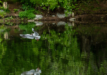 A seagull flies over the lake on a summer day.