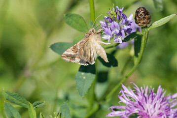 Silver Y Moth (Autographa gamma) perched on purple flower in Zurich, Switzerland