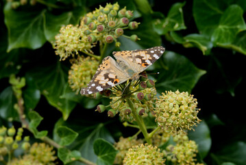 Painted Lady (Vanessa Cardui) Butterfly perched on hedge (hedera helix) in Zurich, Switzerland