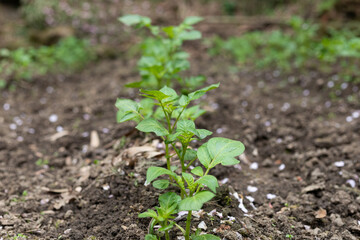 Potato plants in the vegetable patch