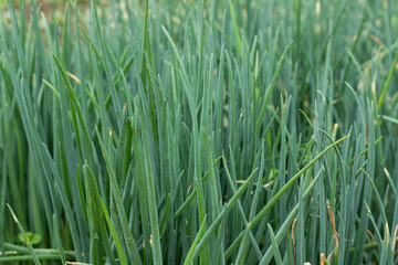 Green spring Onions in the vegetable patch