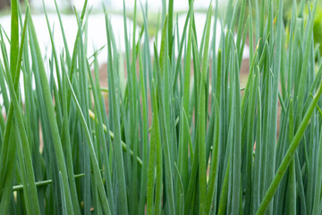 Green spring Onions in the vegetable patch