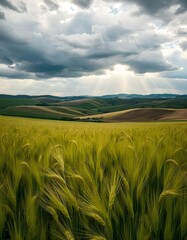 Fototapeta premium green wheat field