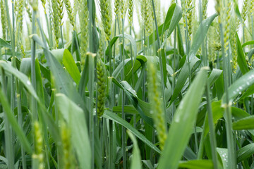 Wheat plants in the field