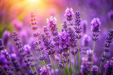 Naklejka premium Captivating Macro Close-up of Purple Lavender Flowers in Full Bloom with a Dreamy, Heavily Blurred Background Perfect for Summer Floral Aesthetics and Nature Lovers