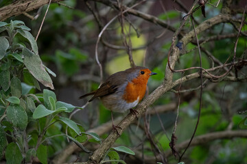 The European Robin (Erithacus rubecula), or Robin Redbreast.