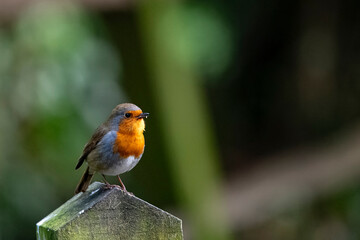 The European Robin (Erithacus rubecula), or Robin Redbreast.