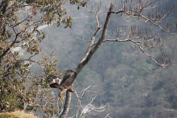 bird on a tree