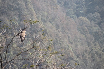 bird in flight
