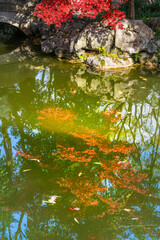 Autumn red maple leaves reflecting in the pond