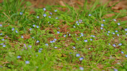 Blue Forget Me Not Flowers Blooming On Green Background. Flowers Blooming In A Garden.
