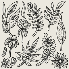 Fototapeta premium Hand drawn flower and leave lineart