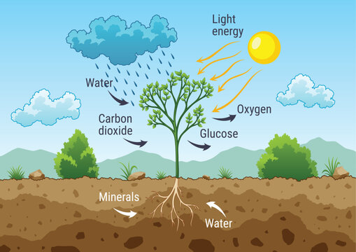 Photosynthesis process. Tree produce oxygen using rain and sun. Diagram showing process of photosynthesis in plant. Colorful biology scheme for education in flat style