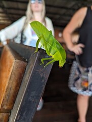 Insect that looks like a leaf mimicry nature evolution