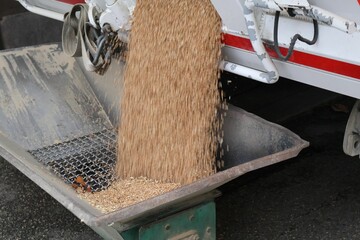 Camion blanc qui rentre du blé dans une meunerie