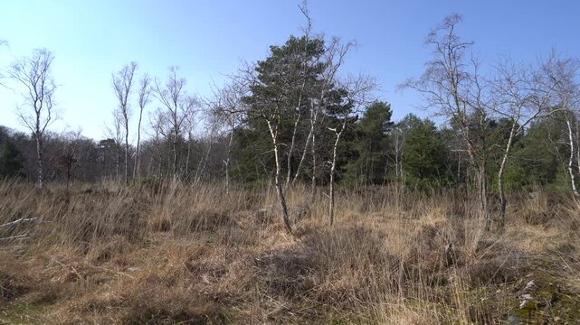 A winter afternoon in the forest of Fontainebleau, Seine et Marne department, France