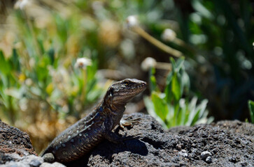 lizard on a rock