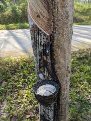 Rubber agriculture in a forest in thailand