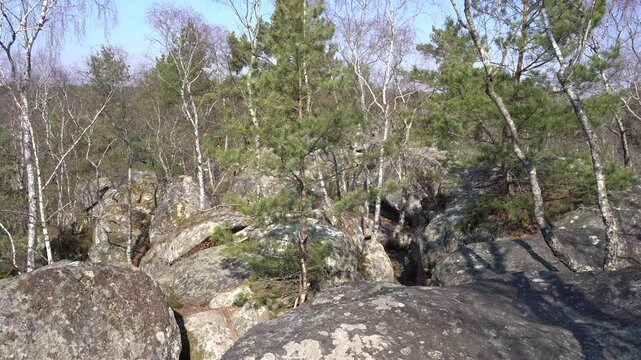 A winter afternoon in the forest of Fontainebleau, Seine et Marne department, France