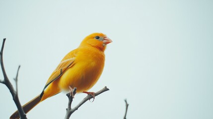 Fototapeta premium Yellow canary perched on branch against cloudy sky wildlife photography natural habitat outdoor setting close-up view nature beauty