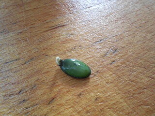 The seed of the gymnosperm pumpkin has sprouted, a small white sprout (root) is visible.