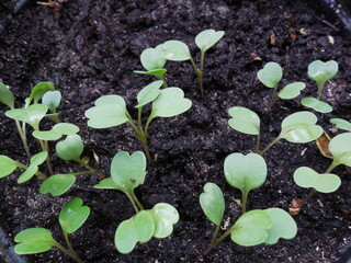 Young tender shoots, shoots of garden greens, lettuce.
