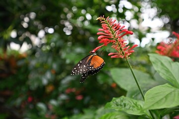 
Butterfly on red flower  in the rainforest
