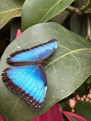 
Blue Morpho butterfly on a green leaf in a tropical garden