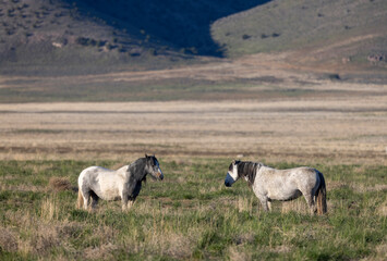 Wild Horses in the Utah Desert in Spring