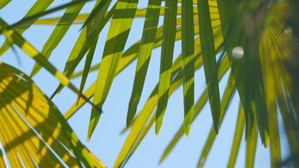 Texture Of Nature Green Palms Leaf. Beautiful Palm Leaves Of Tree In Sunlight. Close up.