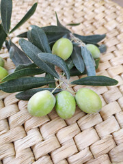 Natural round green olives on branches with leaves, on a yellow straw background